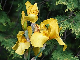 虹膜,黄色,花
