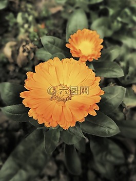 風(fēng)景,野花,手機拍攝