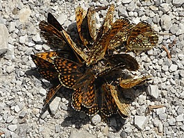 蝴蝶,橙,翼