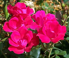 玫瑰,粉紅色,盛開(kāi)