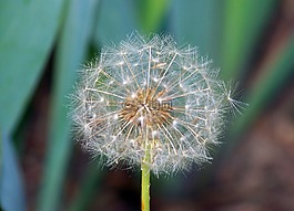 蒲公英,種子,盛開(kāi)