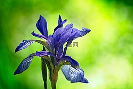 西伯利亞 schwertlilie,虹膜sibirica,草地劍莉莉