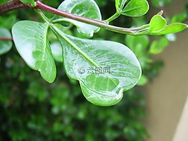 叶子,湿,格林一家