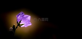 桔梗,花,紫