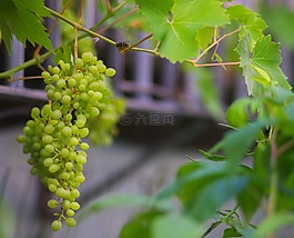 性質(zhì),葡萄,水果