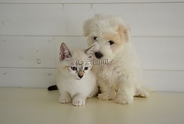 狗狗猫猫,小猫,国内动物