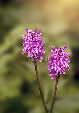 荒地发现兰花,兰花,修补程序 fingerwurz