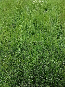 草,綠色,自然
