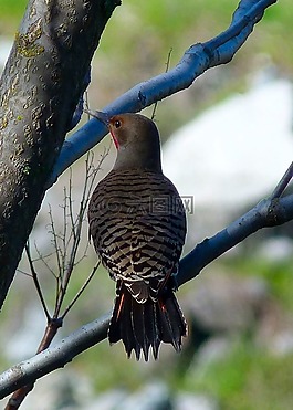 閃爍,鳥,啄木鳥