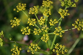 花,黃色,詳細(xì)