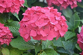 鲜花,红色,小小的花瓣