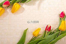 背景,盛開,邊境
