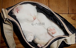 貓,小貓,動(dòng)物