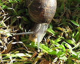 蝸牛,花園,動物