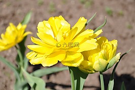 郁金香,黃色,花