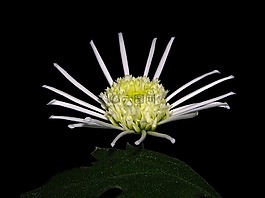 自然,花,開花