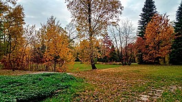 公園,秋,樹