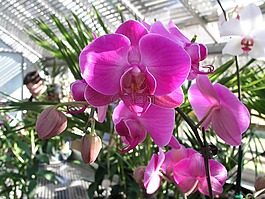 花,盛開,開花