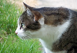 貓,動物,寵物