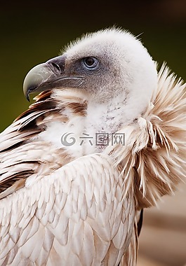 動物,鳥嘴,鳥