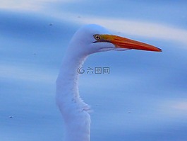 起重機,白鷺,鳥