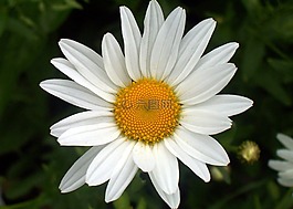 雛菊,花,盛開