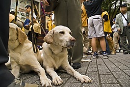狗,金毛尋回犬,寵物