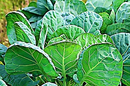 沙拉,植物,葉子