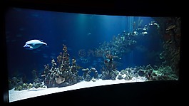 動物,水族館,水