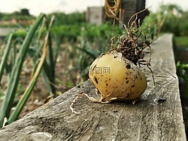 洋蔥,蔥,蔬菜
