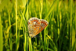 性質(zhì),草坪,夏天