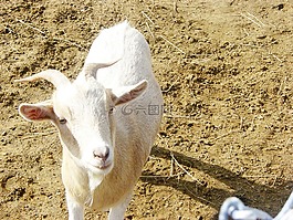 山羊,白,動物