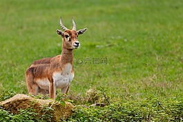 動物,鹿角,背景