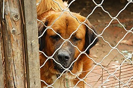 狗,動(dòng)物,犬舍