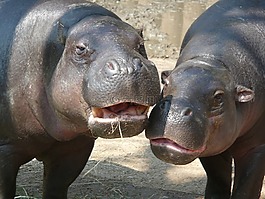 河馬,動物園,動物