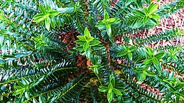 植物,綠色,葉子
