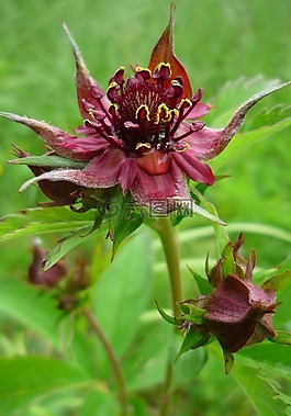 comarum 香,紫色 marshlocks,沼澤翻白