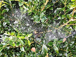 秋季,蜘蛛网,morgentau