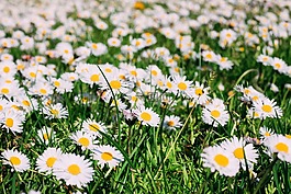 太陽(yáng)花,雛菊,性質(zhì)