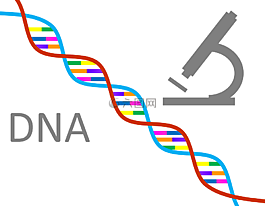 dna,遺傳學,科學
