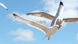 海鸥,飞行,鸟
