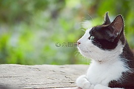 貓思考,黑,白