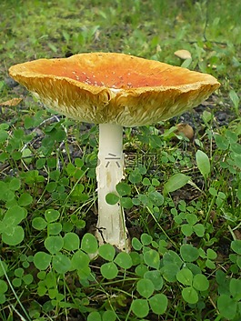 蘑菇,毒菌,菌類