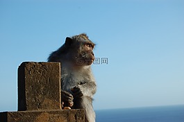 猴子,pavian,猿