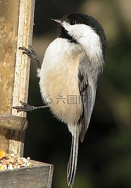 黑头山雀,poecile atricapillus,马尼莫尔乡