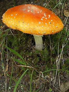 蘑菇,毒菌,菌类