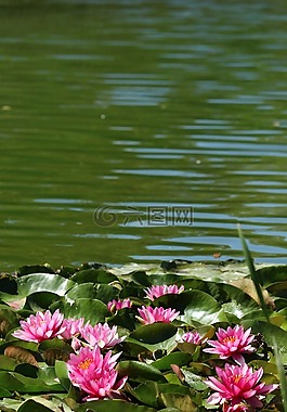 公園,水百合,蓮花