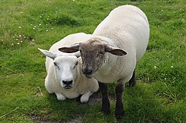 羊,動物,羔羊