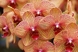 美麗,盛開,開花