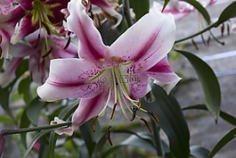 百合,花,花園